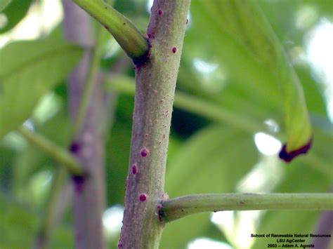 Louisiana Plant Id Rhus Copallinum Winged Sumac