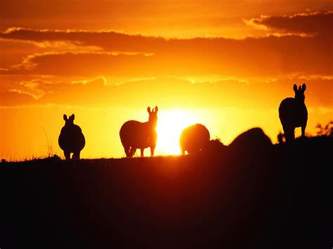 Sunset Wallpapers, Horses Shadow Sunset Wallpaper, #663