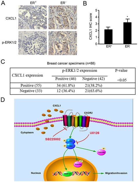 Cxcl Stimulates Migration And Invasion In Ernegative Breast Cancer