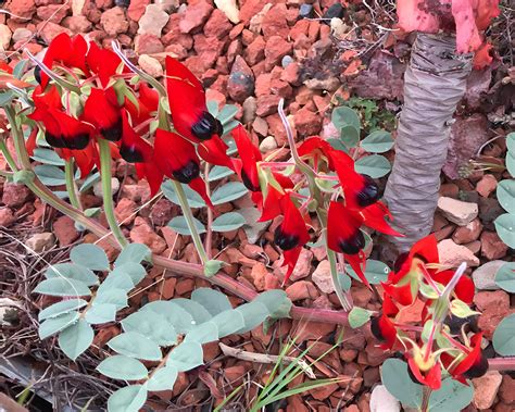 Swainsona Formosa Sturts Desert Pea Tubestock Gardensonline