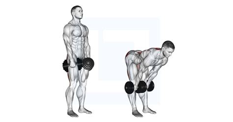 Dumbbell Stiff Leg Deadlift - Guide, Benefits, and Form