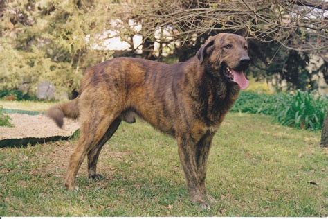 O Cão de Castro Laboreiro é uma raça de cão portuguesa de grande porte