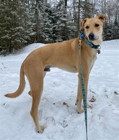 27 Beautiful Great Pyrenees Mixes (With Pictures) - Bubbly Pet