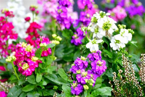 How to Grow and Care for Stock Flowers