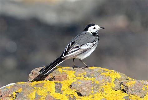 White Wagtail By Eddie Maguire Birdguides