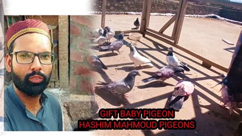 9 July 2023 GIFT BABY PIGEON HASHIM MAHMOUD PIGEON YouTube