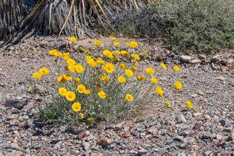 15 Wildflowers That Grow in Arizona (Identification Guide With Pictures ...