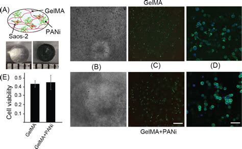 Viability And Morphology Of Encapsulated Cells A Schematic Of