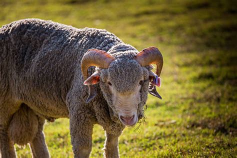 Poll Dorset Sheep Stock Photos, Pictures & Royalty-Free Images - iStock