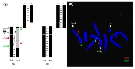 Neo Sex Chromosomes In The Black Muntjac Recapitulate Incipient