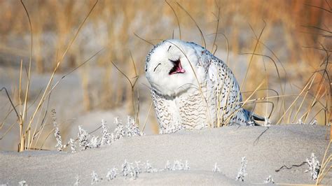 Do animals laugh? | Live Science