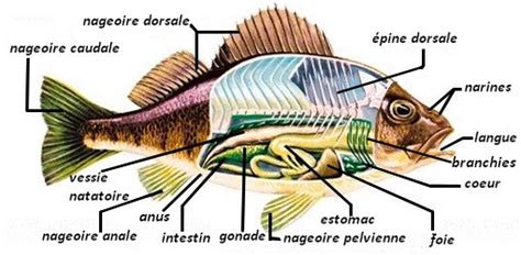 L Anatomie Des Poissons En Aquariophilie Chapitre