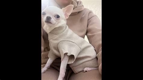 Чихуахуа Белка требует кушать - YouTube