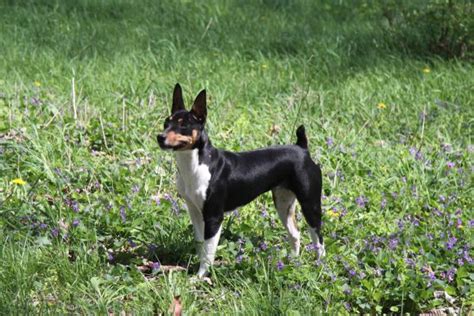 Seegmiller Standard Rat Terriers Contact Us