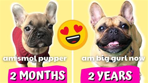 French Bulldog Puppy Growing Up 2 Months To 2 Years Youtube