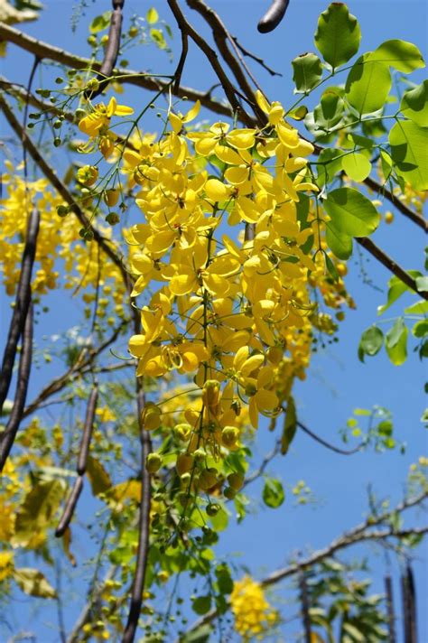 Planta Lluvia De Oro Nombre Cientifico