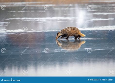 Badger Running in Snow, Winter Scene with Badger Stock Image - Image of ...