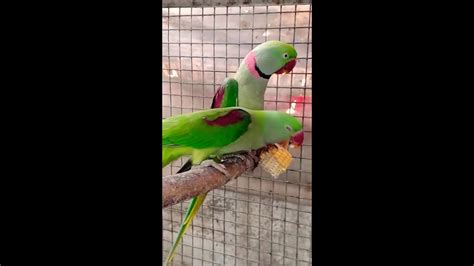 Alexandrine Parrot Breeding Season Youtube