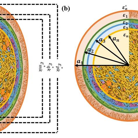 Structure Of A A Coated Prolate Spheroid And B A Coated Sphere