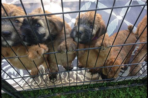 Soft Coated Wheaten Terrier Puppies For Sale