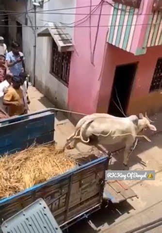 YE NAHI DEKHA TO KUCH NAHI DAKHA ANGRY COW UNLOADING Kolkatacow2023