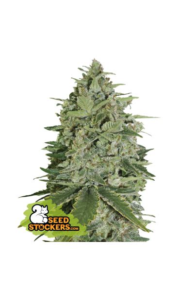 Super Skunk Auto Seedstalkes Cannalogia Semena Konoplje