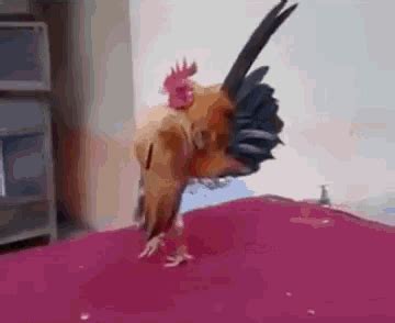 Enojado Rooster GIF - Enojado Rooster Cockerel - Discover & Share GIFs ...