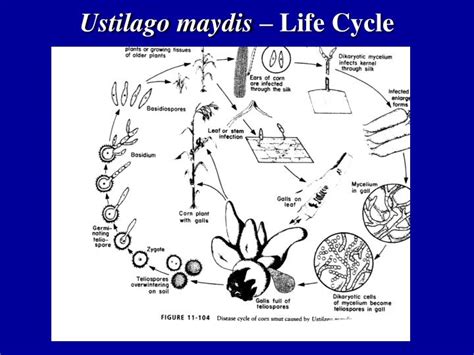 PPT Diseases Caused By Basidiomycetes PowerPoint Presentation ID