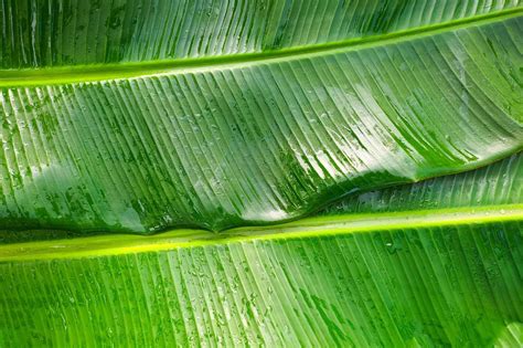 Banana Leaf Background Stock Photos, Images and Backgrounds for Free Download