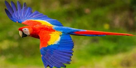 The Top Most Expensive Parrots In The World Taj Birds