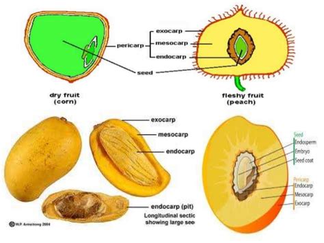 Histologi Organologi Tumbuhan Biologykipedia 28776 The Best Porn Website