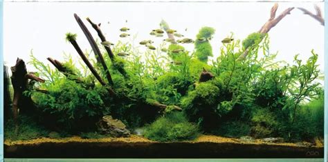 Aquascaping Aquariums Aquascape Complete Guide Fishkeeping Forever