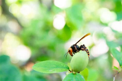 The Startling Size Of Murder Hornets Midway Pest Management