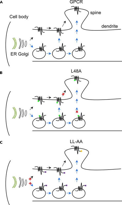 Diagrams Showing The Function Of Specific Motifs In GPCR Transport In