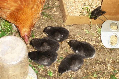 Sexing Cuckoo Marans X Black Copper Marans Chicks Backyard Chickens