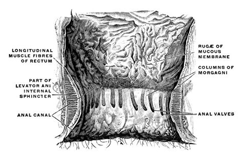 Interior of the Anal Cavity Vintage Illustration Ilustração do Vetor