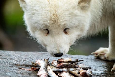 White Arctic Fox Eating Fish from a Stone Stock Photo - Image of ...