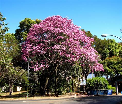 Ip Roxo Handroanthus Impetiginosus Handroanthus Impetig Flickr