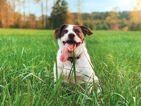 Трава которую едят собаки (50 фото) - картинки sobakovod.club