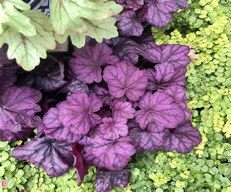 Heuchera - The Good Earth Garden Center