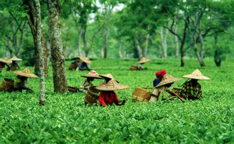 Contribution Of Tea Tribe Of Assam In Indian Freedom Struggle