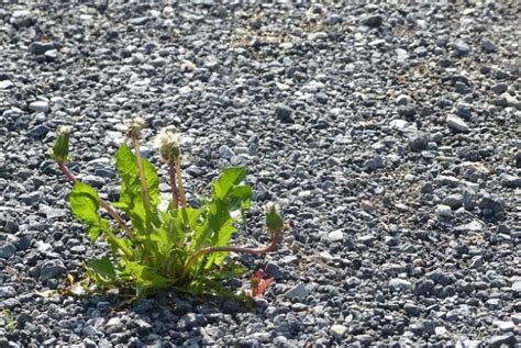 Comment empêcher l herbe de pousser dans le gravier astuces et