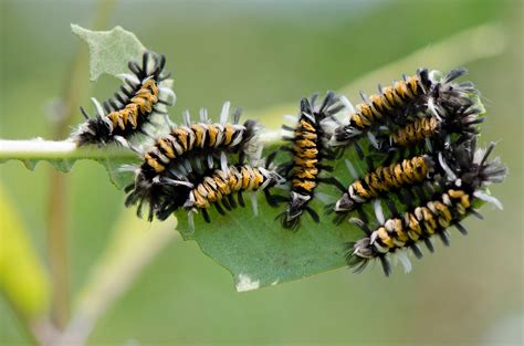 Urban Wildlife Guide: Milkweed World