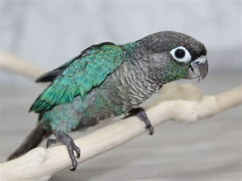 Turquoise Green Cheek Conure Bird Petland Lewis Center