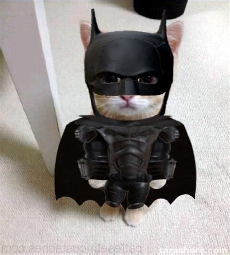 El Gato Batman Silly Cats Pictures Cat Pics Batman Gato Pretty