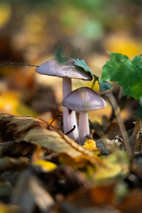 Herbst Im Wald GU JO Flickr