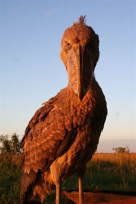 ハシビロコウ | ハシビロコウ, 可愛すぎる動物, ハムスター速報