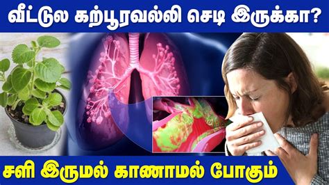 Benefits of Karpooravalli | Remedy for Cold and Cough - YouTube