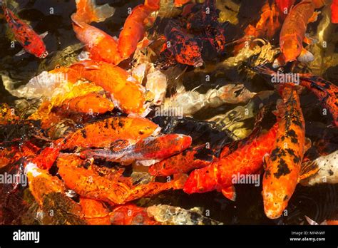 Colorful Fancy Carp Fish Koi Fish Stock Photo Alamy