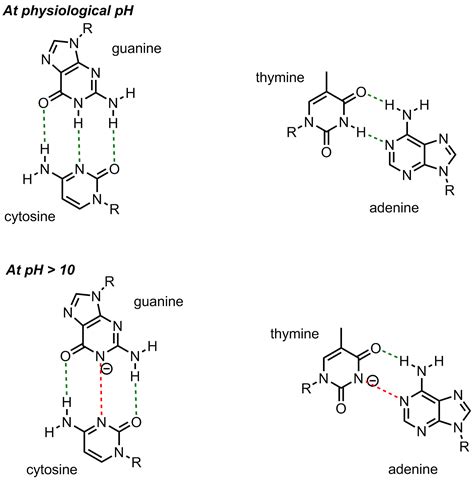 biochemistry - Why does high pH result in the denaturation of DNA ...